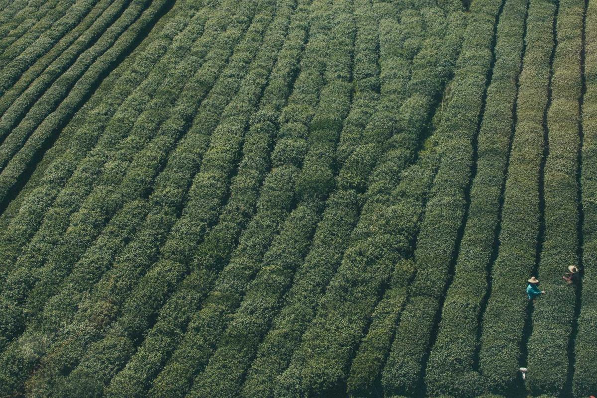 Viral Pemuda Asal Binjai Ngaku Ditahan Pemerintah Kamboja, Minta Dipulangkan – detikcom