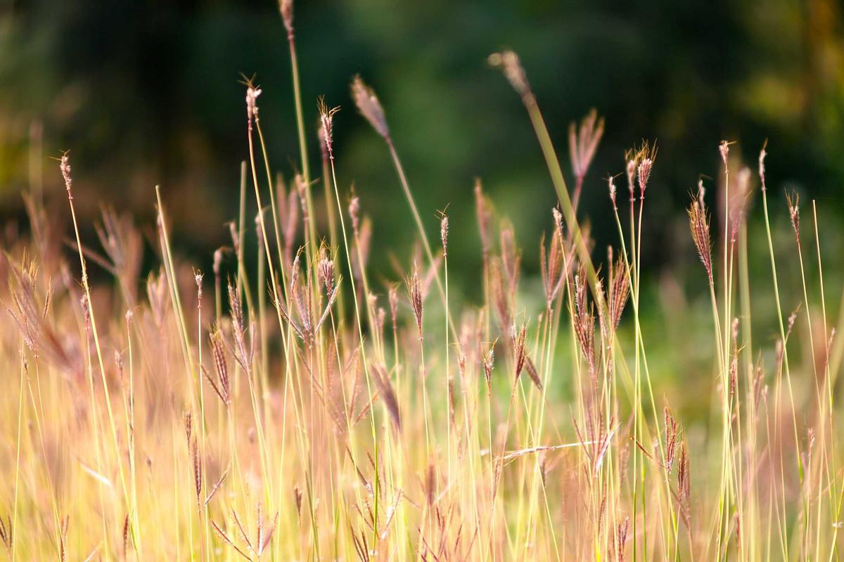Brimob: Kendaraan polisi melindas pengemudi ojol hingga tewas, Istana minta maaf dan tujuh polisi diperiksa – BBC